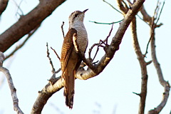 Banded Bay Cuckoo