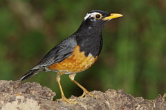 Black-breasted Thrush