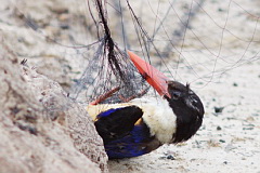 Black-capped Kingfisher