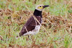 Black-collared Starling