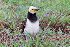 Black-collared Starling