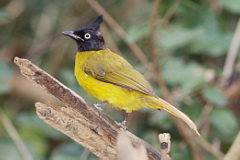 Black-crested Bulbul