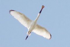 Black-faced Spoonbill