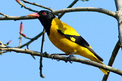 Black-hooded Oriole