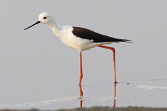 Black-winged Stilt