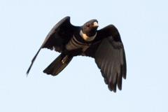 Black Baza