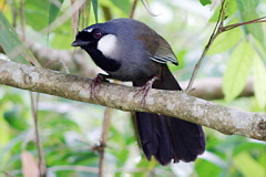 Black-throated Laughingthrush