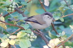 Blue-winged Minla