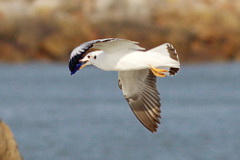 Brown-headed Gull