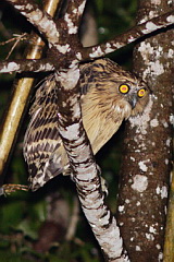 Buffy Fish Owl