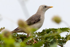 Chestnut-tailed Starling