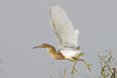 Chinese Pond Heron