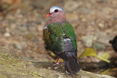 Common Emerald Dove