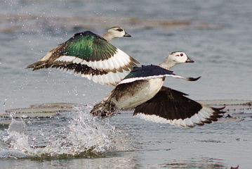 Cotton Pygmy Goose