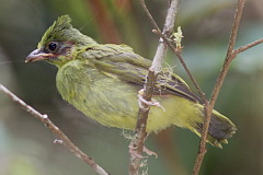 Crested Finchbill