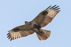 Eastern Buzzard