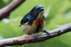 Fire-breasted Flowerpecker