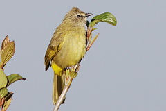 Flavescent Bulbul