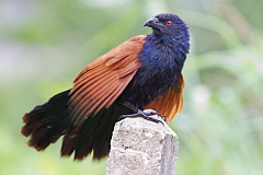 Greater Coucal