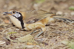 Greater Necklaced Laughingthrush