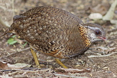 Green-legged Partridge