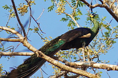 Green Peafowl