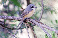 Grey-backed Shrike