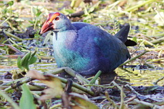 Grey-headed Swamphen