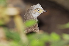 Grey Peacock-Pheasant