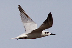 Gull-billed Tern