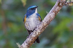 Himalayan Bluetail