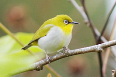 Indian White-eye