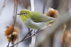 Swinhoe's White-eye