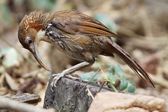 Large Scimitar Babbler