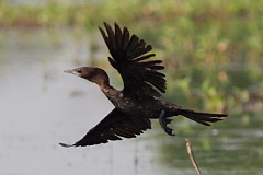 Little Cormorant