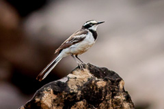 Mekong Wagtail