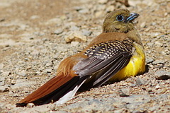 Orange-breasted Trogon