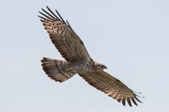 Oriental Honey Buzzard