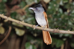 Oriental Blyth's Flycatcher