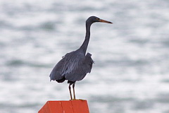 Pacific Reef Heron