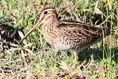 Pin-tailed Snipe