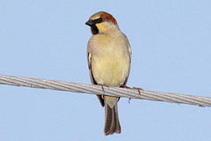 Plain-backed Sparrow