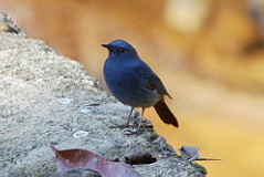 Plumbeous Water Redstart