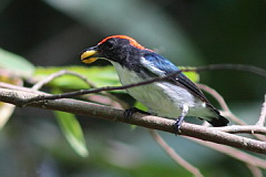 Scarlet-backed Flowerpecker