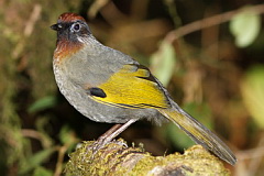 Silver-eared Laughingthrush