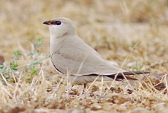 Small Pratincole