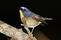 Snowy-browed Flycatcher