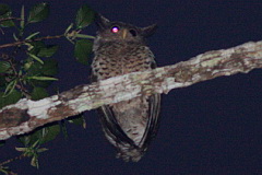 Spot-bellied Eagle-Owl