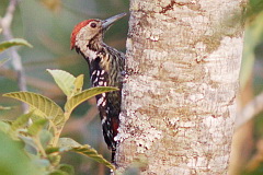 Stripe-breasted Woodpecker