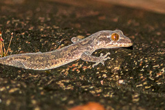 Tree Spirit Bent-toed Gecko
